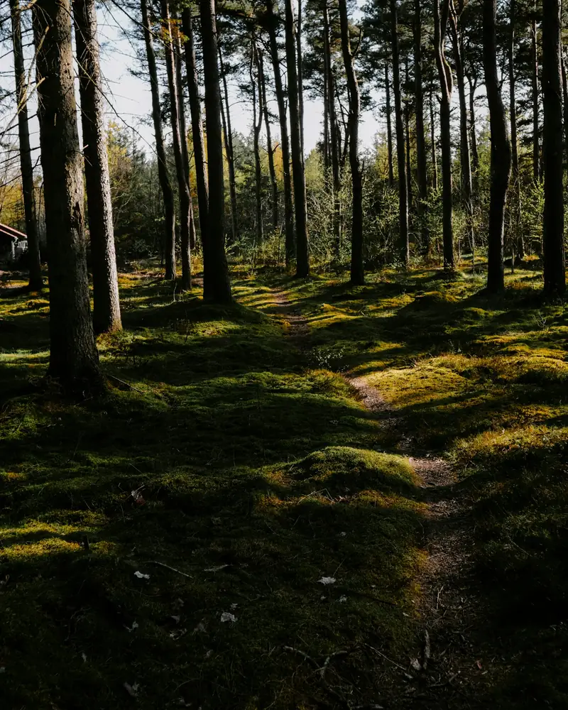 Stig mellan träd i dansk skog