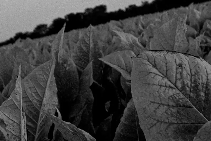 Tobaksblad i en odling